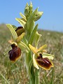 038-02 Early Spider Orchid