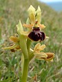 038-04 Early Spider Orchid