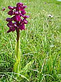 044-01 Green-winged Orchid