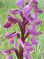 044-02 Green-winged Orchid