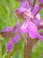 044-03 Green-winged Orchid