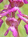 044-04 Green-winged Orchid
