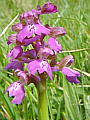 044-05 Green-winged Orchid