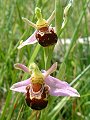 049-01 Bee Orchid