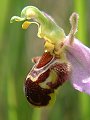 049-02 Bee Orchid