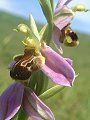 049-03 Bee Orchid