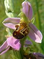 049-04 Bee Orchid