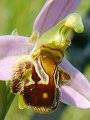 049-05 Bee Orchid