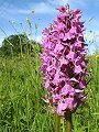 052-01 Southern Marsh Orchid
