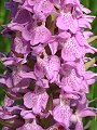 052-03 Southern Marsh Orchid