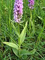 052-04 Southern Marsh Orchid