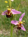055-09 Orchids
