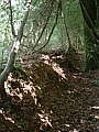 081-02 Holt Forest