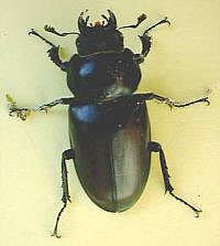 female stag beetle